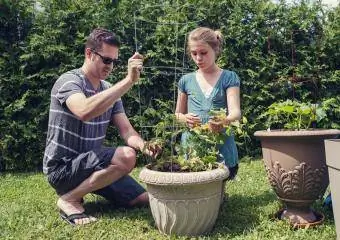 plantar una planta de tomàquet en un test