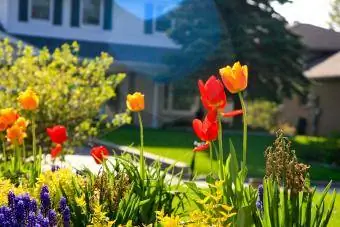 tulipes en un paisatge domèstic