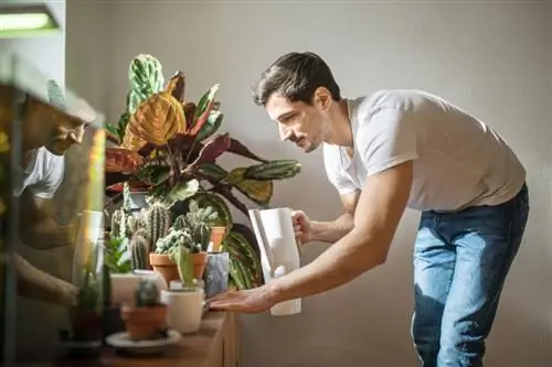 7 neįprasti kambariniai augalai, kurie pagerins jūsų tėvų pagarbą