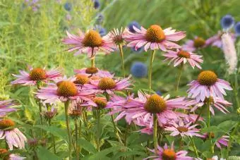 Purple coneflower