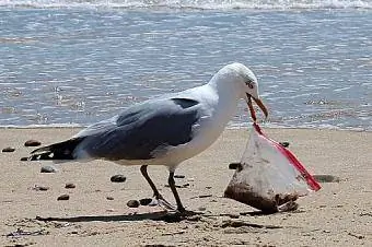 Måge holder plastikpose på stranden