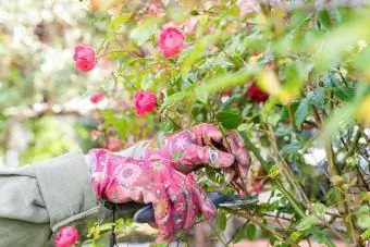 tangan memakai sarung tangan berkebun semasa menggunakan gunting berkebun