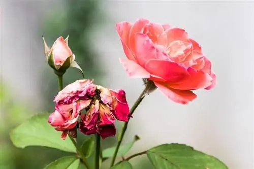Cách làm chết hoa hồng của bạn để giữ cho chúng nở hoa