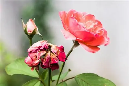 Sådan slår du dine roser ihjel for at holde dem i blomst