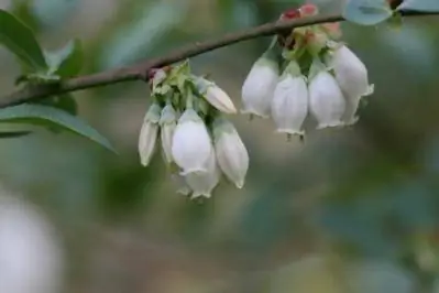 Instructies voor het planten van bosbessenstruiken