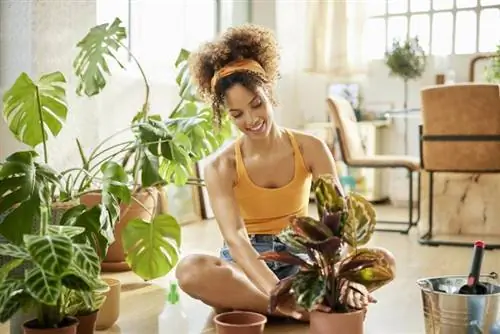 11 van die beste binnenshuise plante vir enige vaardigheidsvlak