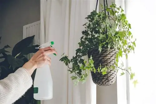 12 bedste hængende indendørs planter til at forskønne dit hjem