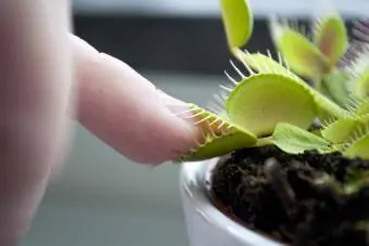 Venus flytrap na nakakagat ng isang daliri