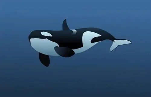 Գտնելով Killer Whale խաղեր երեխաների համար առցանց