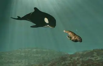 Orca balinası morsları kovalıyor