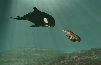 Orca whale chasing a walrus