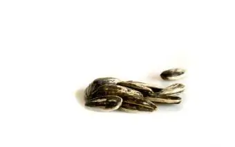 Ilang unshelled sunflower seeds.