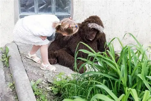 Gorilla-Spielzeug für Kinder