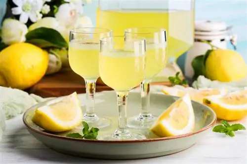 Жандуу даам үчүн күнөстүү лимончелло суусундугунун 11 рецепти