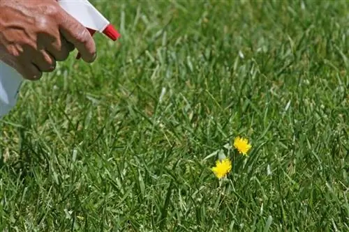 Recept på Vinegar Weed Killer