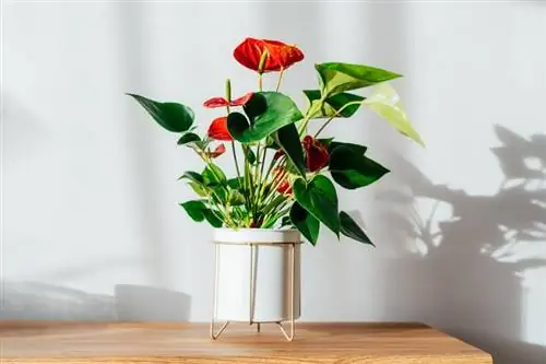 10 színes beltéri növény, amely gyönyörűen fog kinézni az Ön helyén