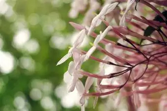 Roze jasmijn (Jasminum polyanthum)