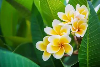 Flori de Plumeria, fundalul sunt frunze