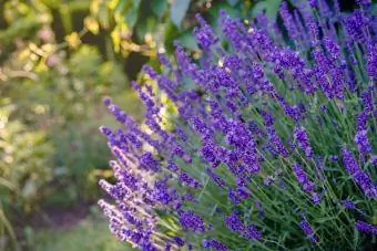 Bunga lavender di taman