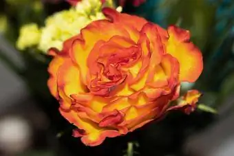 Detailný záber na hybridnú čajovú ružu s červenými, žltými a oranžovými lístkami