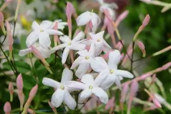 Multiflora мэлрэг цэцэг (Jasminum polyanthum)