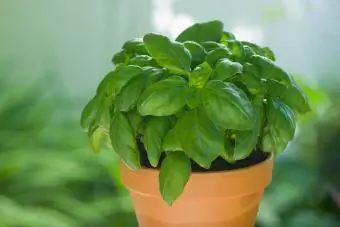 Basiliekruid in plantpot, naby