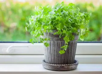 sveže zelišče cilantra v cvetličnem loncu na okenski polici