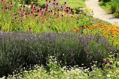 Вырастите свой собственный чайный сад с помощью этих 14 ароматных растений
