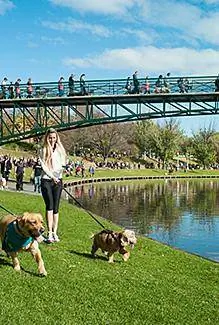 Köpek yürüyüşü bağış toplama etkinliği