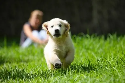 Diserbante sicuro per gli animali domestici