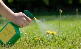 Spuit paardebloem met tuisgemaakte onkruiddoder