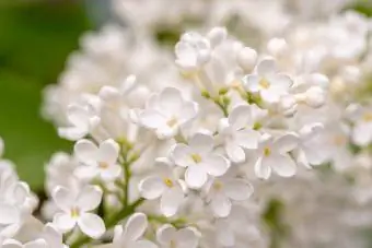 Flores Lilas Blancas