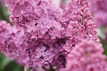 Collection printanière de cartes de vœux avec des fleurs précoces roses et lilas