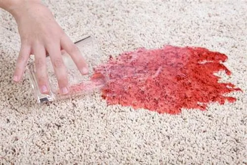 Kaip pašalinti raudonas Kool-Aid ir gėrimų dėmes nuo kilimo
