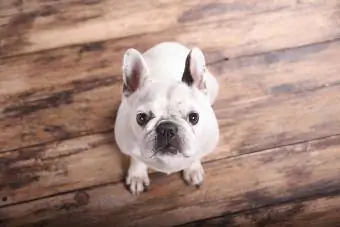 Bulldog francese seduto sul pavimento di legno