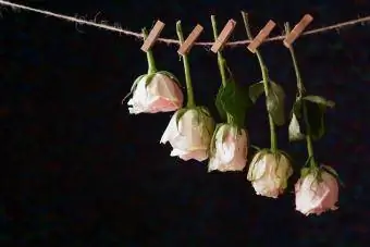 गुलाब एक लाइन पर अलग-अलग सूख रहे हैं
