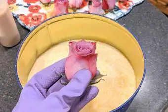 Një syth i vetëm rozë i trëndafilit ruhet në xhel silicë