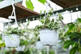 Plantas penduradas no teto de uma estufa