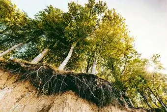 Medžiai ant kranto su dirvožemio erozija
