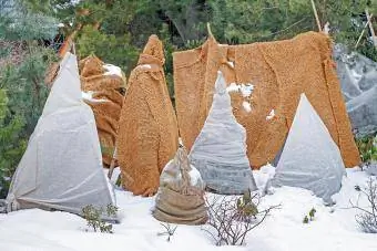 Perlindungan semak dari embun beku di taman