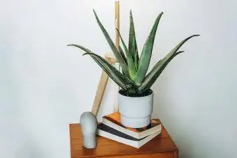 Aloe vera kasvi yöpöydällä