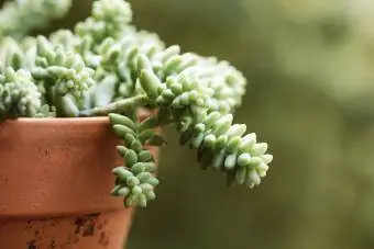 Succulenta coda di burro in vaso di terracotta