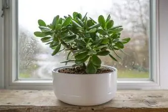 Arbre de jade sur un rebord de fenêtre