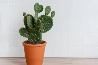 Cactus figue de Barbarie dans un pot en argile