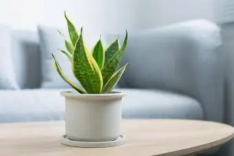 Cây Sansevieria trang trí trên bàn gỗ