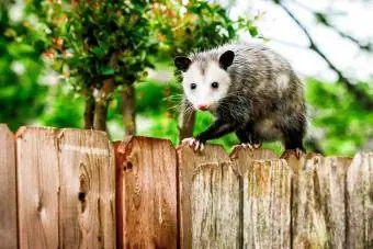 Opossum biasa berjalan di atas pagar belakang rumah baharu