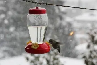 Hummingbird na umiinom ng nektar sa malamig na umaga ng taglamig.