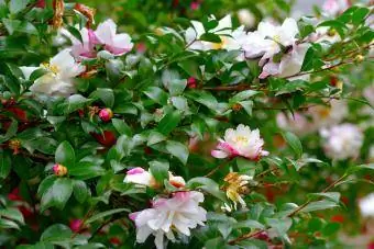 Kvety Camellia Sasanqua (dvojité okvetné lístky)