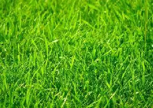 Scotts Grass Seed