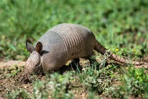 9 Praktikus & Hatékony módszerek az armadillók megszabadulására